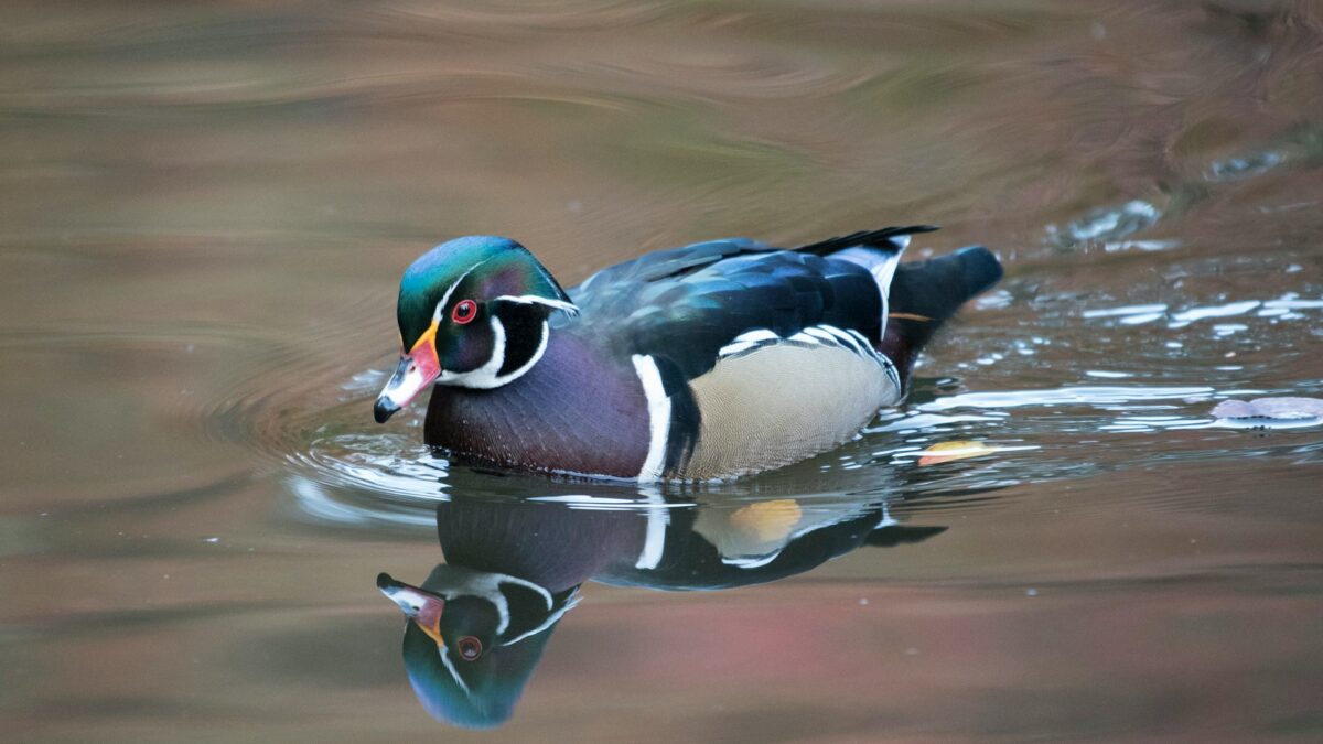 wood duck in water