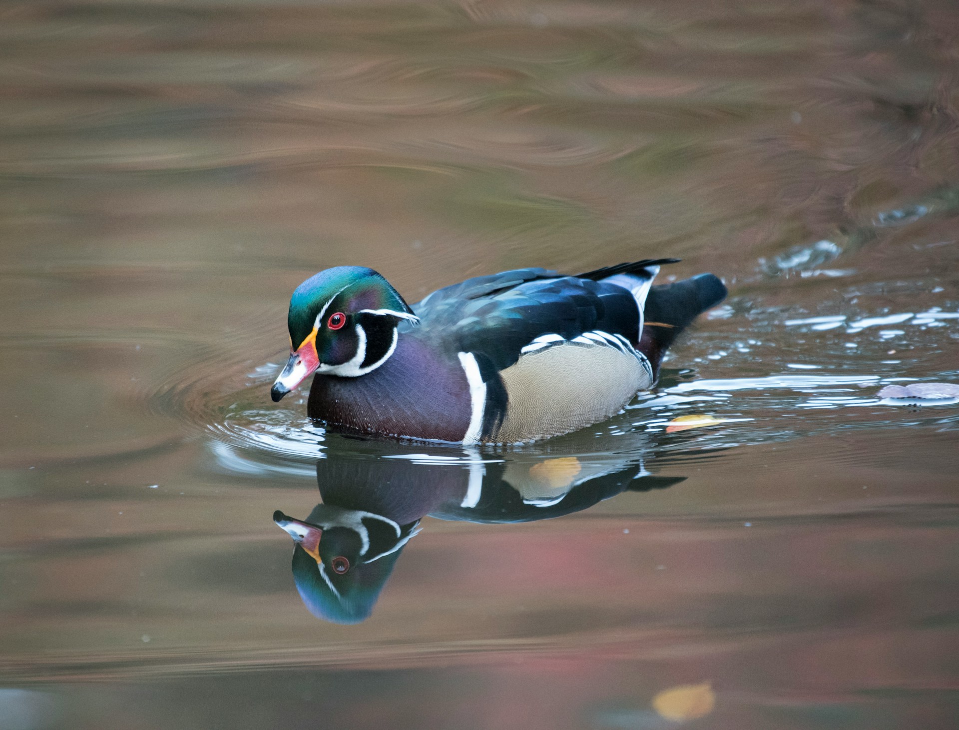 wood duck in water